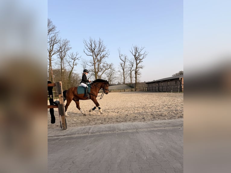 Deutsches Reitpony Wallach 15 Jahre 147 cm Brauner in Varel
