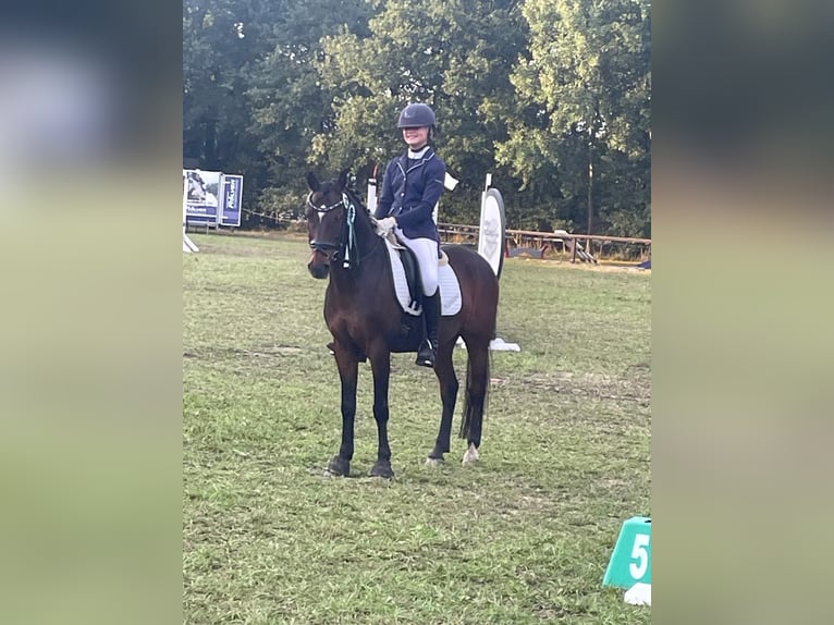 Deutsches Reitpony Wallach 15 Jahre 147 cm Brauner in Greven