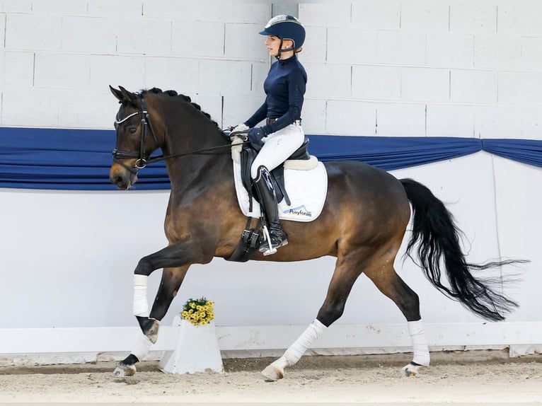 Deutsches Reitpony Wallach 15 Jahre 148 cm Brauner in Marsberg