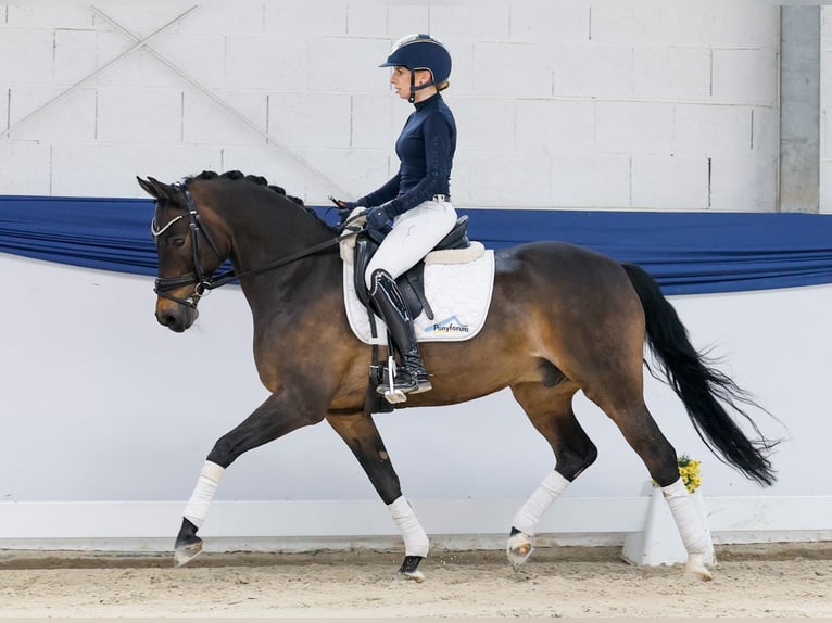 Deutsches Reitpony Wallach 15 Jahre 148 cm Brauner in Marsberg