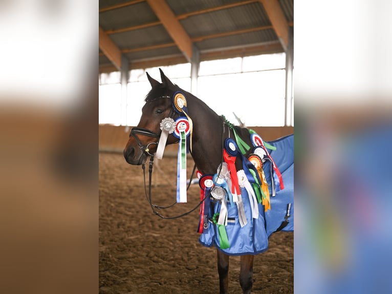 Deutsches Reitpony Wallach 15 Jahre 148 cm Brauner in Damm