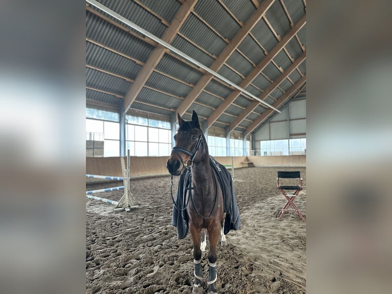 Deutsches Reitpony Wallach 15 Jahre 148 cm Brauner in Damm