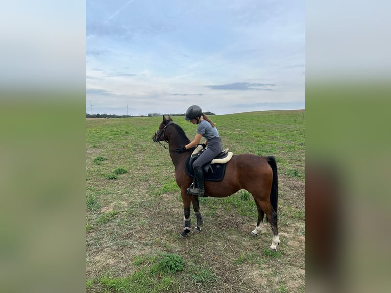 Deutsches Reitpony Wallach 15 Jahre 148 cm Brauner in Damm