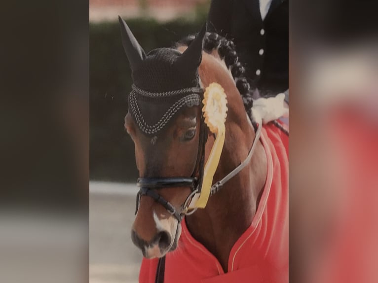 Deutsches Reitpony Wallach 15 Jahre 148 cm Brauner in Meppen