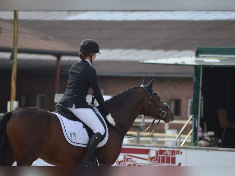 Deutsches Reitpony Wallach 15 Jahre 148 cm Brauner in Meppen