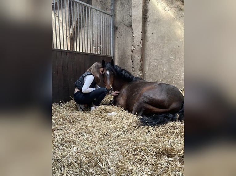 Deutsches Reitpony Wallach 15 Jahre 148 cm Brauner in Meppen