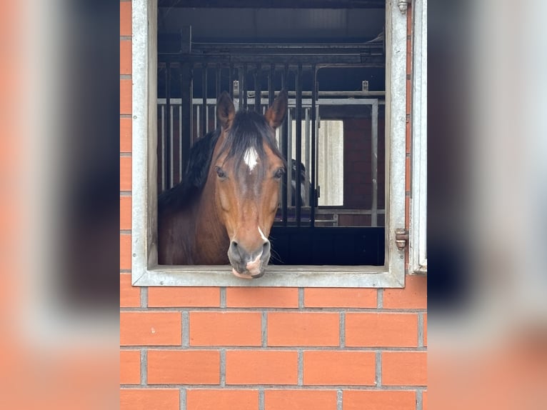 Deutsches Reitpony Wallach 15 Jahre 148 cm Brauner in Meppen