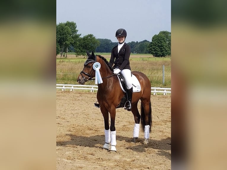 Deutsches Reitpony Wallach 15 Jahre 148 cm Brauner in Meppen