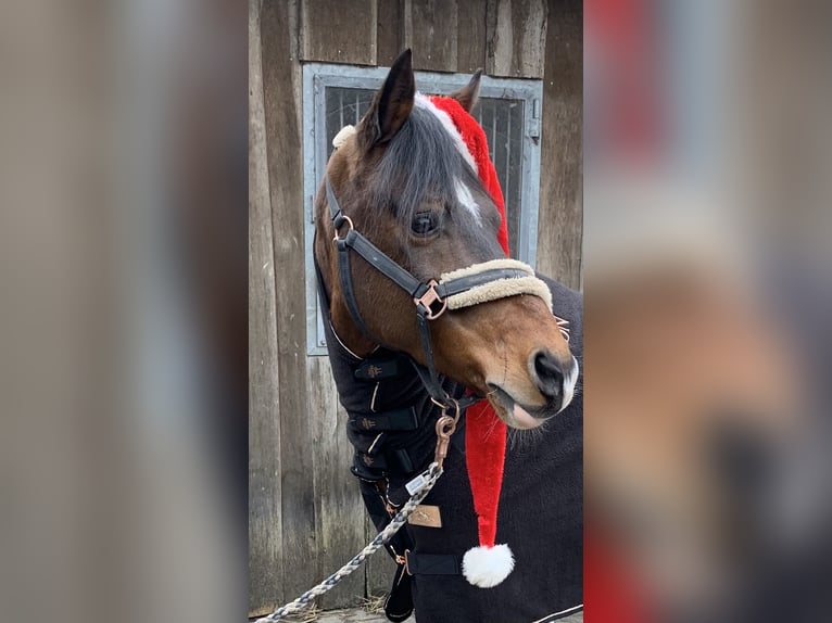 Deutsches Reitpony Wallach 15 Jahre 148 cm Brauner in Meppen