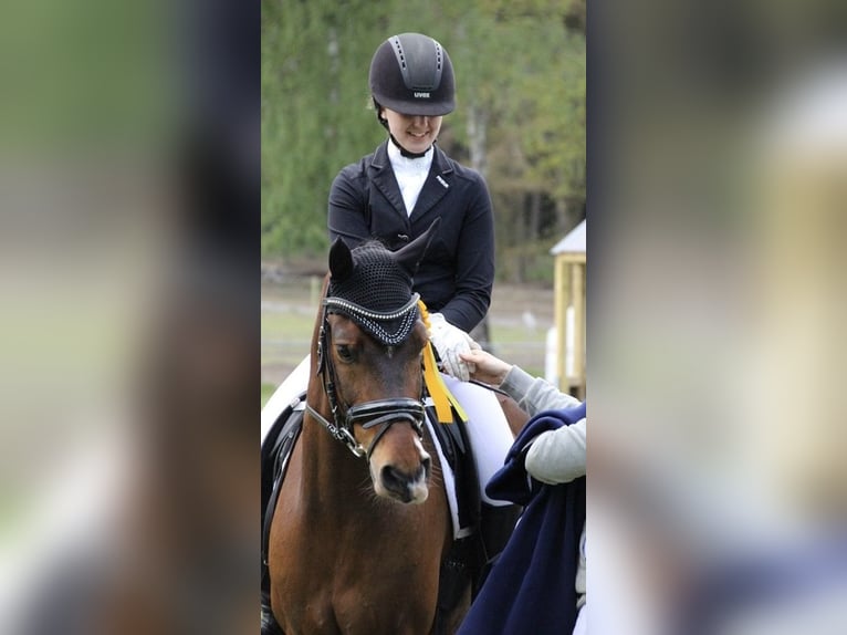 Deutsches Reitpony Wallach 15 Jahre 148 cm Brauner in Meppen