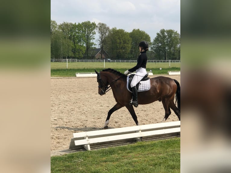 Deutsches Reitpony Wallach 15 Jahre 148 cm Brauner in Meppen