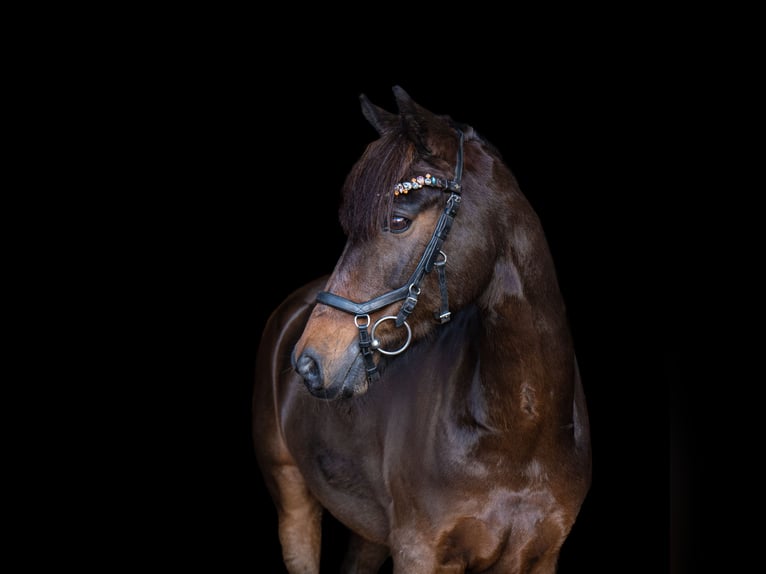 Deutsches Reitpony Wallach 15 Jahre 148 cm Brauner in Stuhr