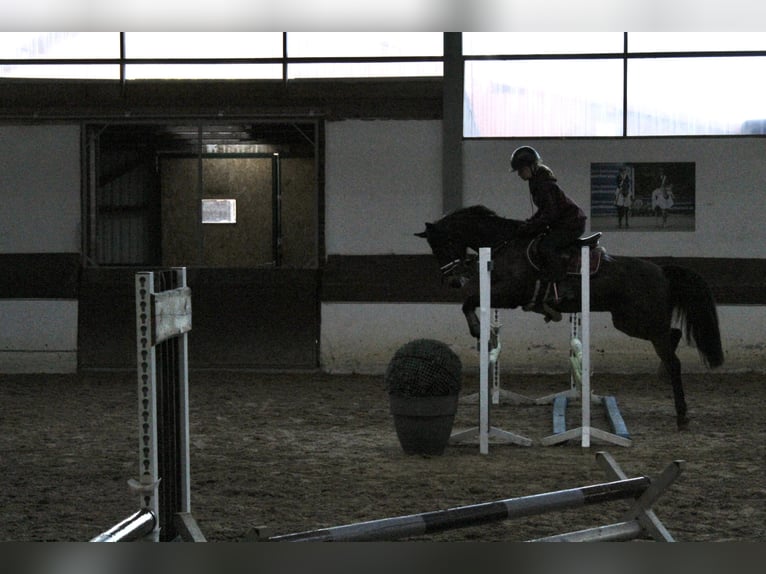 Deutsches Reitpony Wallach 15 Jahre 148 cm Brauner in Stuhr