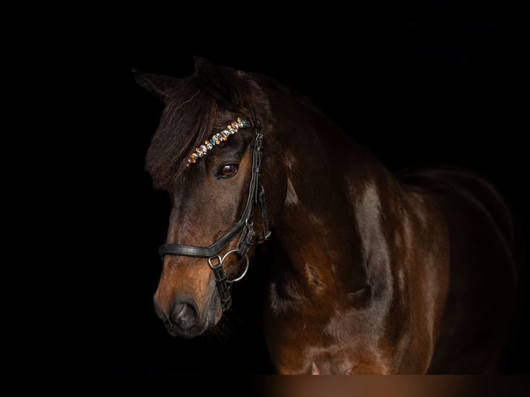 Deutsches Reitpony Wallach 15 Jahre 148 cm Brauner in Stuhr