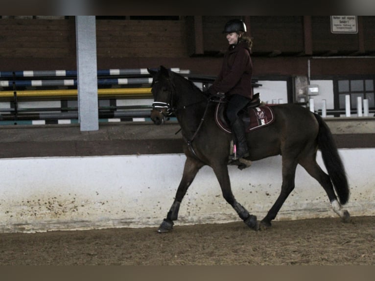 Deutsches Reitpony Wallach 15 Jahre 148 cm Brauner in Stuhr