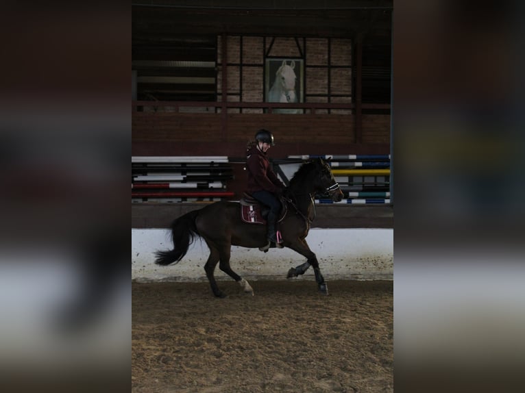 Deutsches Reitpony Wallach 15 Jahre 148 cm Brauner in Stuhr