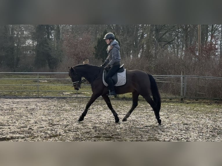 Deutsches Reitpony Wallach 15 Jahre 148 cm Brauner in Stuhr