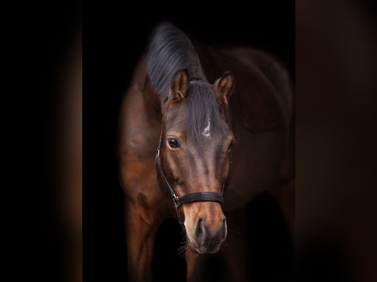 Deutsches Reitpony Wallach 15 Jahre 148 cm Brauner in Schutterwald