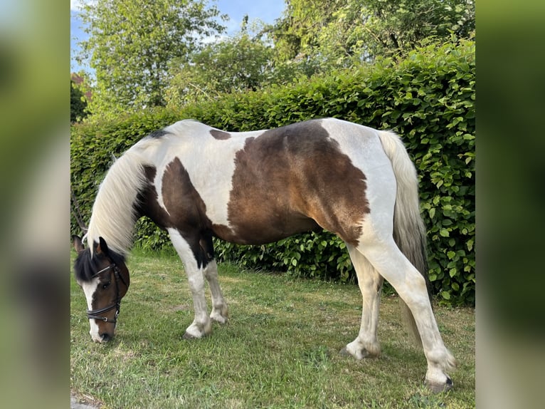 Deutsches Reitpony Mix Wallach 15 Jahre 148 cm Braunfalbschimmel in Diepenau