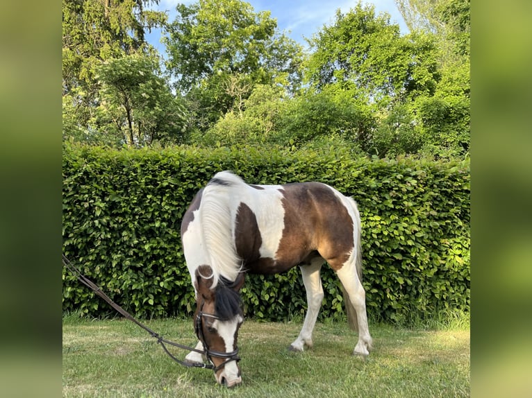 Deutsches Reitpony Mix Wallach 15 Jahre 148 cm Braunfalbschimmel in Diepenau