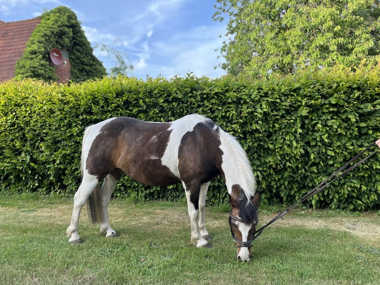 Deutsches Reitpony Mix Wallach 15 Jahre 148 cm Braunfalbschimmel in Diepenau
