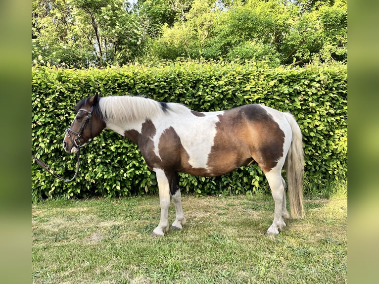 Deutsches Reitpony Mix Wallach 15 Jahre 148 cm Braunfalbschimmel in Diepenau