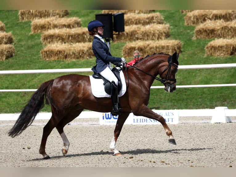 Deutsches Reitpony Wallach 15 Jahre 148 cm Dunkelfuchs in Kirchdorf