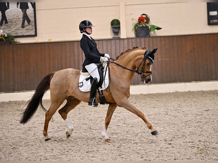 Deutsches Reitpony Wallach 15 Jahre 148 cm Dunkelfuchs in Kirchdorf