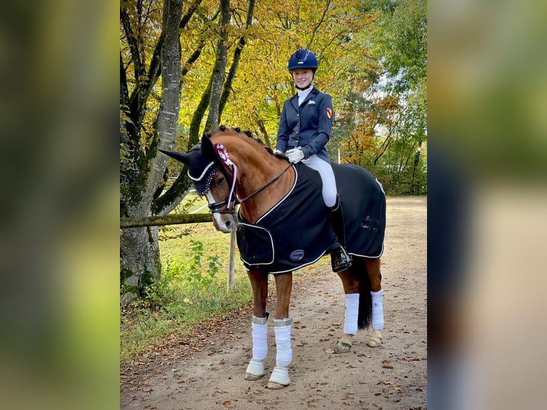 Deutsches Reitpony Wallach 15 Jahre 148 cm Dunkelfuchs in Kirchdorf