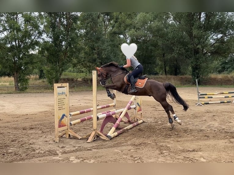 Deutsches Reitpony Wallach 15 Jahre 148 cm Dunkelfuchs in Billigheim