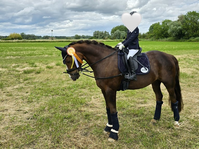 Deutsches Reitpony Wallach 15 Jahre 148 cm Dunkelfuchs in Billigheim