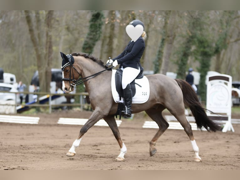 Deutsches Reitpony Wallach 15 Jahre 148 cm Dunkelfuchs in Billigheim