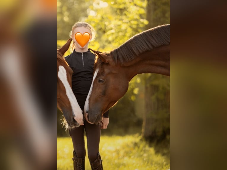 Deutsches Reitpony Wallach 15 Jahre 148 cm Dunkelfuchs in Billigheim