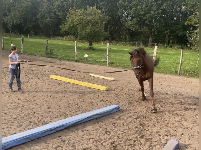 Deutsches Reitpony Wallach 15 Jahre 148 cm Dunkelfuchs in Rehfelde