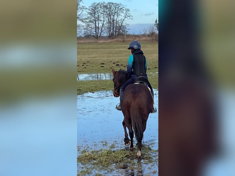 Deutsches Reitpony Wallach 15 Jahre 148 cm Dunkelfuchs in Rehfelde