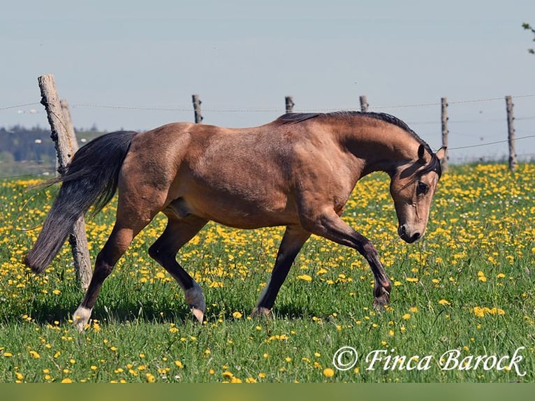 Deutsches Reitpony Wallach 15 Jahre 148 cm Falbe in Wiebelsheim