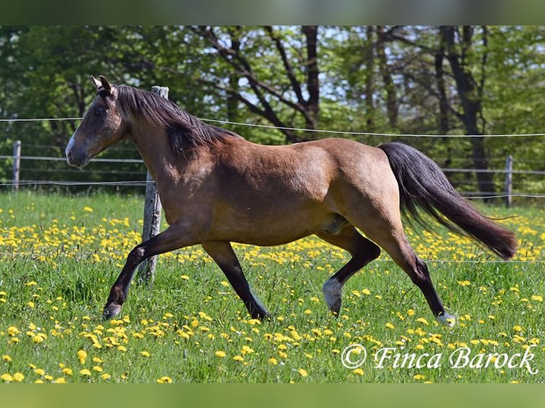 Deutsches Reitpony Wallach 15 Jahre 148 cm Falbe in Wiebelsheim