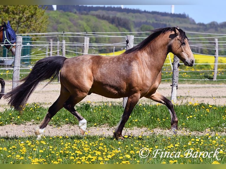 Deutsches Reitpony Wallach 15 Jahre 148 cm Falbe in Wiebelsheim