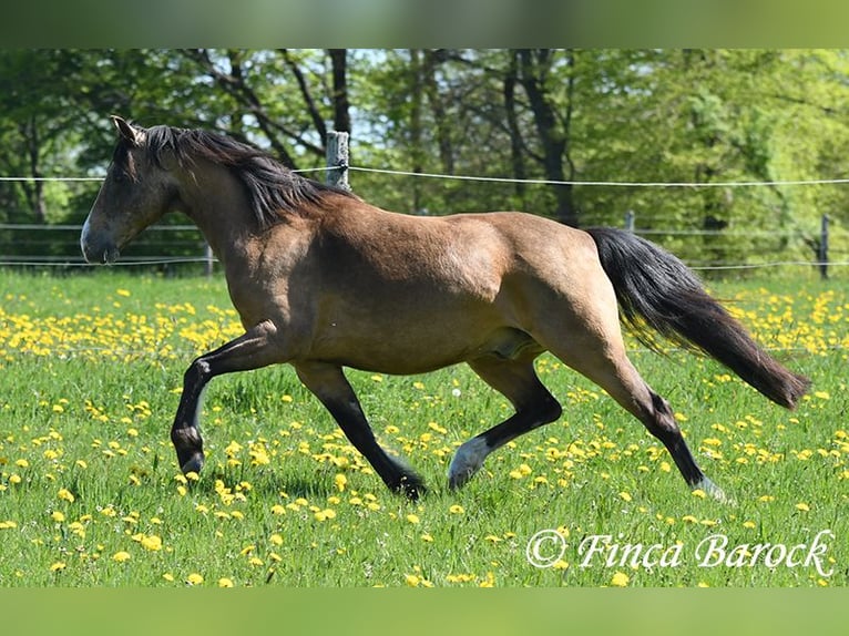 Deutsches Reitpony Wallach 15 Jahre 148 cm Falbe in Wiebelsheim