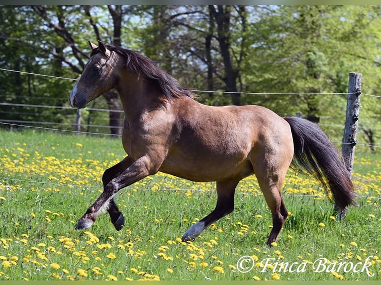 Deutsches Reitpony Wallach 15 Jahre 148 cm Falbe in Wiebelsheim