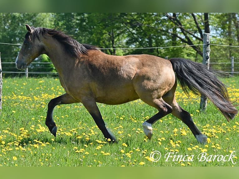 Deutsches Reitpony Wallach 15 Jahre 148 cm Falbe in Wiebelsheim