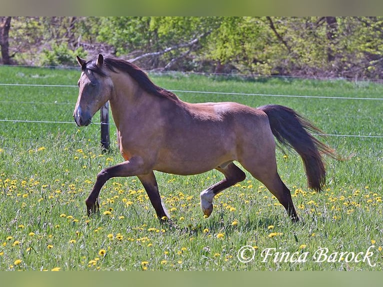 Deutsches Reitpony Wallach 15 Jahre 148 cm Falbe in Wiebelsheim