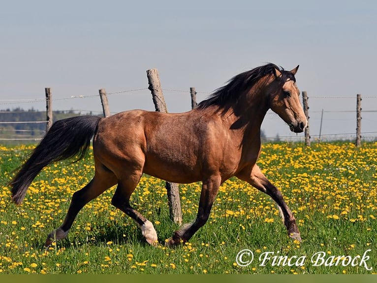Deutsches Reitpony Wallach 15 Jahre 148 cm Falbe in Wiebelsheim