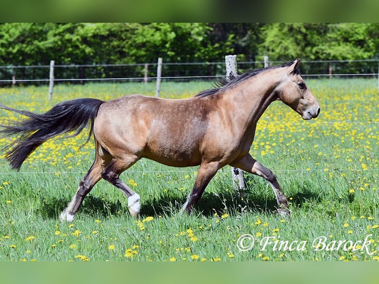 Deutsches Reitpony Wallach 15 Jahre 148 cm Falbe in Wiebelsheim