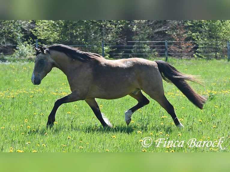 Deutsches Reitpony Wallach 15 Jahre 148 cm Falbe in Wiebelsheim