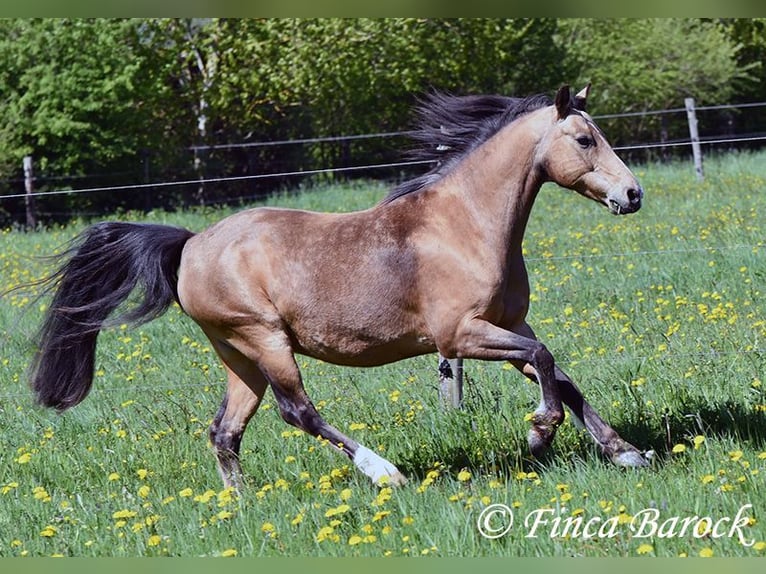 Deutsches Reitpony Wallach 15 Jahre 148 cm Falbe in Wiebelsheim