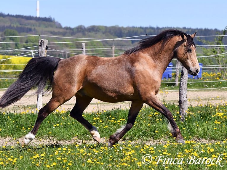 Deutsches Reitpony Wallach 15 Jahre 148 cm Falbe in Wiebelsheim