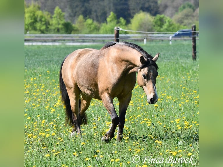 Deutsches Reitpony Wallach 15 Jahre 148 cm Falbe in Wiebelsheim
