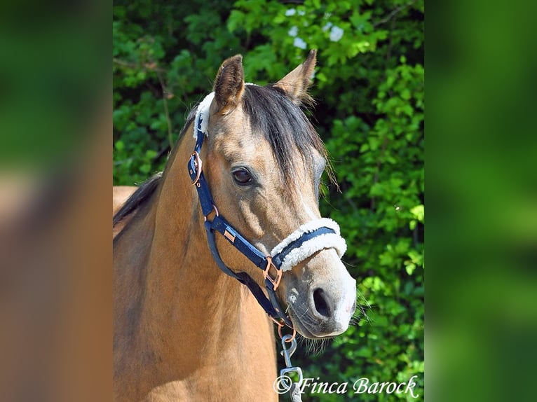 Deutsches Reitpony Wallach 15 Jahre 148 cm Falbe in Wiebelsheim