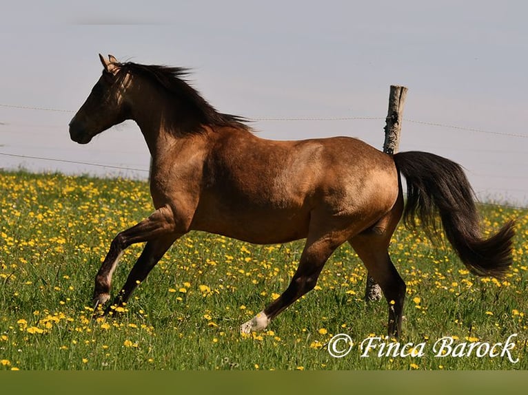 Deutsches Reitpony Wallach 15 Jahre 148 cm Falbe in Wiebelsheim
